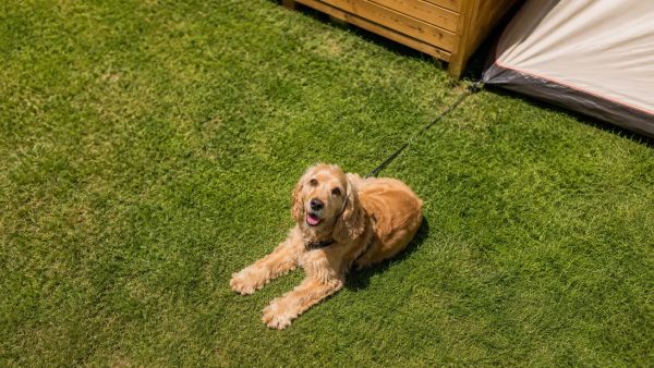 Partez en camping avec votre chien en Vendée : astuces et bonnes adresses