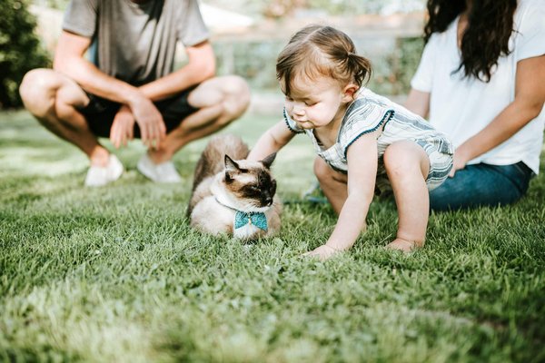 Guide Complet pour un Camping Réussi avec votre Chat