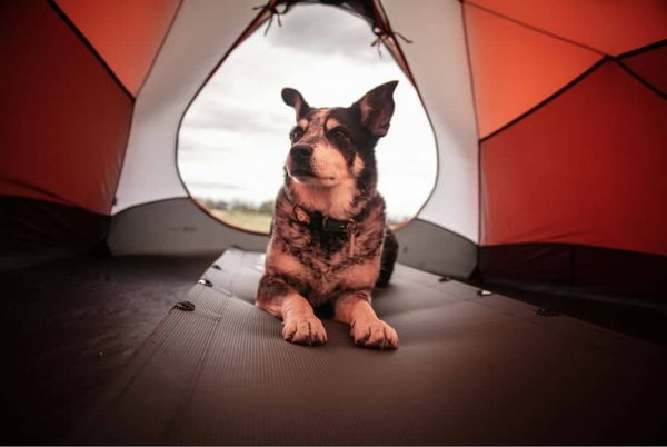 Les meilleurs campings accueillant les animaux de compagnie en France